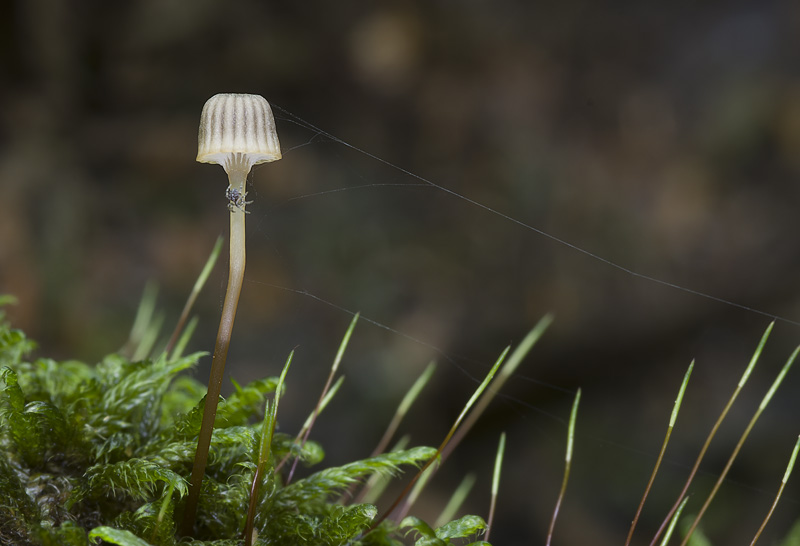 Mycena picta